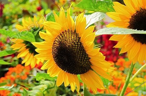 Biosphoto | 901178 | Sunflower 'Hallo' in bloom in a garden | &copy; Frédéric Didillon / Biosphoto
