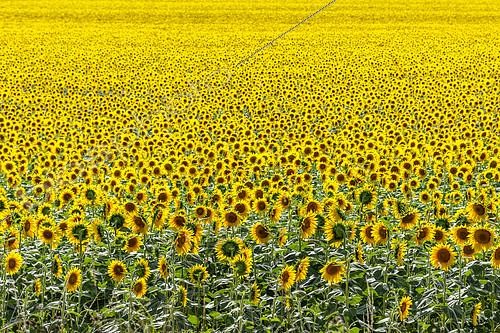 Biosphoto | 2606537 | Sunflower (Helianthus annuus) crop in full flower, Gers, France | &copy; Marie Aymerez / Biosphoto