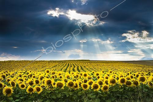 Biosphoto | 2075263 | Sunflower ( Helianthus annuus) field and overcast sky. ; Pancorbo, Burgos, Castile and leon, Spain. | &copy; Mikel Bilbao / Visual and Written - Photo Collection / Biosphoto
