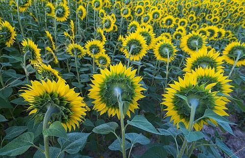 Biosphoto | 2401511 | Sunflower (Helianthus annuus) plantation, Cuestahedo, Merindad de Montija, Merindades, Burgos, Castilla y Leon, Spain | &copy; Juan-Carlos Muñoz / Biosphoto