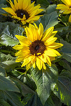 Biosphoto | 2608238 | Sunflower (Helianthus annuus) 'Sunsation' | &copy; Marie Aymerez / Biosphoto