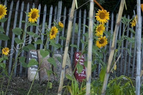 Biosphoto | 1368249 | Sunflowers and tiles with inscriptions in a garden | &copy; Philippe Giraud / Biosphoto