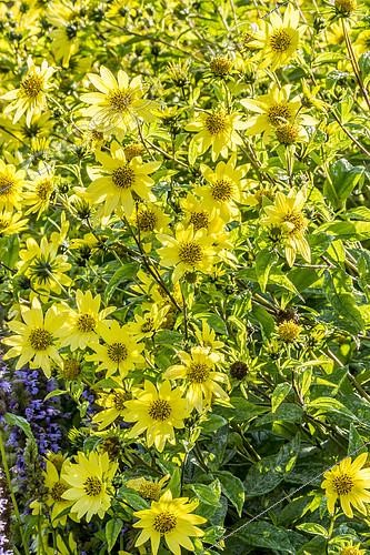 Biosphoto | 2165643 | Sunflowers, Helianthus 'Lemon Queen', flowers | &copy; Alain Kubacsi / Biosphoto
