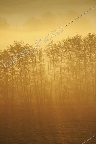 Biosphoto | 1621436 | Sunrise over the country Normandy France  | &copy; Julien Boisard / Biosphoto