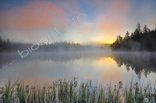 Biosphoto | 2549205 | Sunrise with wafts of mist over the mirror-smooth moorland lake Étang de la Gruère in the canton of Jura, Switzerland, Europe | &copy; Patrick Frischknecht / imageBROKER / Biosphoto