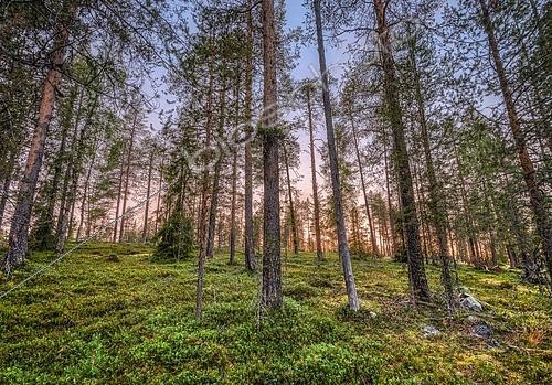 Biosphoto | 2552272 | Sunset in boreal, arctic forest, pink horizon, Kittilä, Lappi, Finland, Europe | &copy; Gerhard Zwerger-Schoner / imageBROKER / Biosphoto