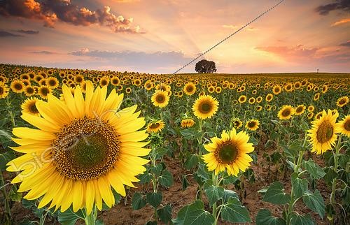 Biosphoto | 2438495 | Sunset in the sunflower fields of the Mancha in summer, Yebes, Valdenazar, Guadalajara, Spain | &copy; David Jerez / Biosphoto