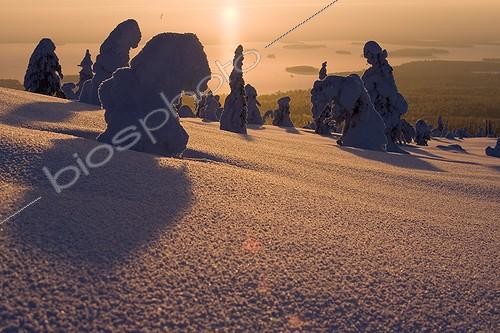Biosphoto | 546371 | Sunset on Riisitunturi NP in winter Finland | &copy; David Allemand / Biosphoto