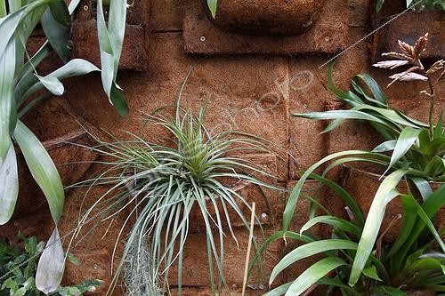 Biosphoto | 998485 | Support green wall of wood fiber biodegradable France ; Support de mur végétal en fibre de bois biodégradable France | &copy; Jean-Luc & Françoise Ziegler / Biosphoto