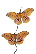 Biosphoto | 2583167 | Suraka silk moth (Antherina suraka) on white background | &copy; Robin Fourré / Biosphoto