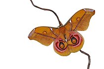 Biosphoto | 2583190 | Suraka silk moth (Antherina suraka) on white background | &copy; Robin Fourré / Biosphoto