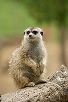 Biosphoto | 1251177 | Suricate debout Parc Faunia Madrid Espagne | &copy; Nano Calvo / Visual and Written - Photo Collection / Biosphoto