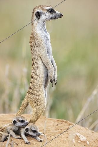 Biosphoto | 2566064 | Suricate (Suricata suricatta). Also called Meerkat. Female with two young at their burrow. On the lookout. Kalahari Desert, Kgalagadi Transfrontier Park, South Africa. | &copy; Thomas Dressler / Biosphoto