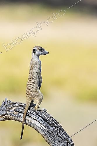 Biosphoto | 2628261 | Suricate (Suricata suricatta). Also called Meerkat. Guard on the lookout. Kalahari Desert, Kgalagadi Transfrontier Park, South Africa. | &copy; Thomas Dressler / Biosphoto
