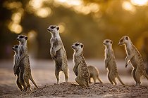 Biosphoto | 2525637 | Suricate (Suricata suricatta) petit groupe en alerte debout dans le parc transfrontalier de Kgalagadi, Afrique du Sud. | &copy; Patrice Correia / Biosphoto