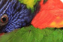 Biosphoto | 1877053 | Swainson's Lorikeet grooming  | &copy; Bruno Cavignaux / Biosphoto