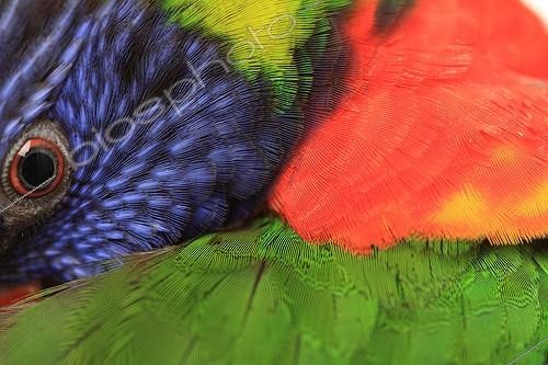 Biosphoto | 1877053 | Swainson's Lorikeet grooming  | &copy; Bruno Cavignaux / Biosphoto