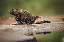 Biosphoto | 2609289 | Swainson's Spurfowl (Pternistis swainsonii) drinking in Greater Kruger National park, South Africa | &copy; Patrice Correia / Biosphoto