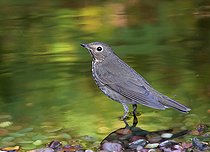Biosphoto | 2404350 | Swainson's Thrush (Catharus ustulatus) perched in a backyard pond, Saskatchewan, Canada | &copy; Nick Saunders / BIA / Biosphoto