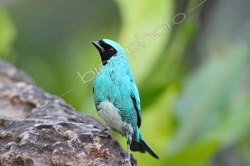 Biosphoto | 1616437 | Swallow Tanager male at the edge of water Brazil  | &copy; Jean Mayet / Biosphoto