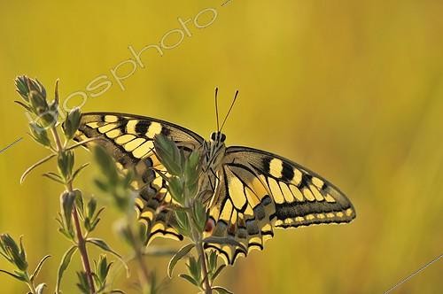 Biosphoto | 1820614 | Swallowtail at daybreak on a red bartsias France | &copy; Bernard Dubreuil / Biosphoto