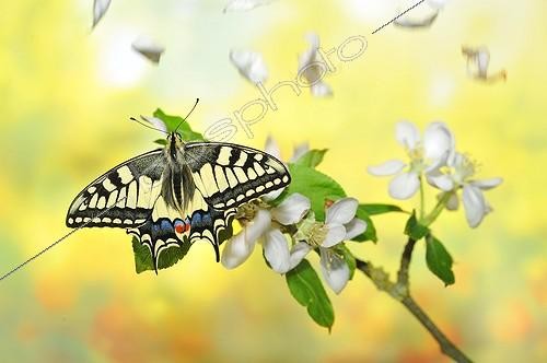 Biosphoto | 1994270 | Swallowtail Butterfly on a branch Apple and petals - France  | &copy; Robin Fourré / Biosphoto