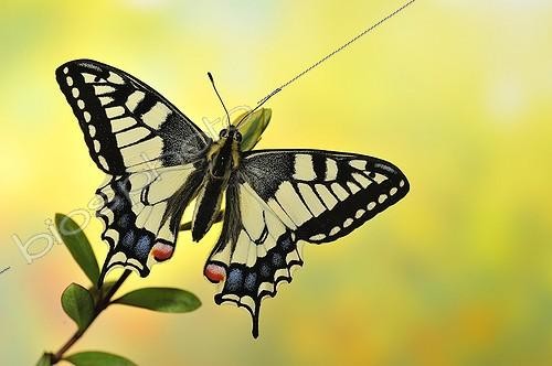 Biosphoto | 1994269 | Swallowtail Butterfly on a branch Hebe - France  | &copy; Robin Fourré / Biosphoto