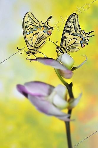 Biosphoto | 1994271 | Swallowtail Butterfly on Orchid flowers - France  | &copy; Robin Fourré / Biosphoto