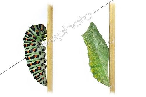 Biosphoto | 1994262 | Swallowtail caterpillar and chrysalis on white background | &copy; Robin Fourré / Biosphoto