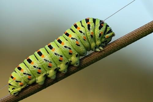 Biosphoto | 2011464 | Swallowtail caterpillar on rod Parsnips. The region of Entre-deux-Mers, Aquitaine France | &copy; Bernard Dubreuil / Biosphoto