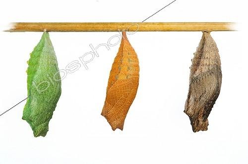 Biosphoto | 1994263 | Swallowtail chrysalis on white background | &copy; Robin Fourré / Biosphoto