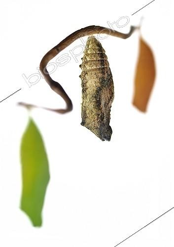 Biosphoto | 1994264 | Swallowtail chrysalis on white background | &copy; Robin Fourré / Biosphoto