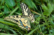 Biosphoto | 2448547 | Swallowtail (Papilio machaon) female laying eggs, Vosges du Nord Regional Natural Park, France | &copy; Michel Rauch / Biosphoto