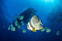 Biosphoto | 2544087 | Swarm of Longfin Batfishes (Platax teira) swimming under the diving boat on dive spot SS Thistlegorm wreck, Near Ras Mohammed, Sinai Peninsula, Red Sea, Egypt | &copy; Franco Banfi / Biosphoto