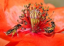 Biosphoto | 2069508 | Sweat bee (Halictus marginatus) females on poppy, Northern Vosges Regional Nature Park, France | &copy; Michel Rauch / Biosphoto