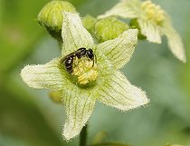 Biosphoto | 2051236 | Sweat Bee (Halictus marginatus) on female Bryone, 2015 July 03, Northern Vosges Regional Nature Park, France, ranked World Biosphere Reserve by UNESCO, France | &copy; Michel Rauch / Biosphoto