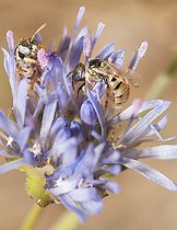 Biosphoto | 2419792 | Sweat Bee (Nomioides minutissimus) females on Sheep's-bit (Jasione montana), Regional Natural Park of Northern Vosges, France | &copy; Michel Rauch / Biosphoto