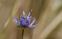 Biosphoto | 2089564 | Sweat Bee (Nomioides minutissimus) male on Sheep's-bit flower (Jasione montana), Regional park of the Vosges du Nord, France | &copy; Michel Rauch / Biosphoto