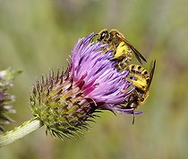 Biosphoto | 2051237 | Sweat Bees (Halictus scabiosae) female on thistle (Cirsium tuberosum), 2015 July 16, Northern Vosges Regional Nature Park, France, ranked World Biosphere Reserve by UNESCO, France | &copy; Michel Rauch / Biosphoto