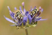 Biosphoto | 2089558 | Sweat Bees (Nomioides minutissimus) on Sheep's-bit flower (Jasione montana), Regional park of the Vosges du Nord, France | &copy; Michel Rauch / Biosphoto
