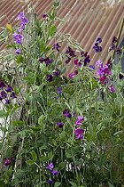Biosphoto | 1148801 | Sweatpea in bloom in a garden | &copy; NouN / Biosphoto