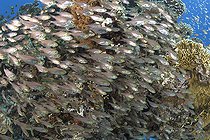 Biosphoto | 2583298 | Sweeper shoal, glassfish (Parapriacanthus guentheri). They live in large groups. Coral reef. Ras Muhammad National Park (Sharm Al Sheikh - Raas Mohammed) and Tiran Strait. Sinai Peninsula. Red Sea, Egypt. | &copy; Sergio Hanquet / Biosphoto