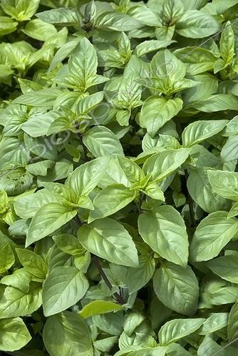 Biosphoto | 1807239 | Sweet basil 'Cannelle' in a garden | &copy; DIGIT images / Biosphoto