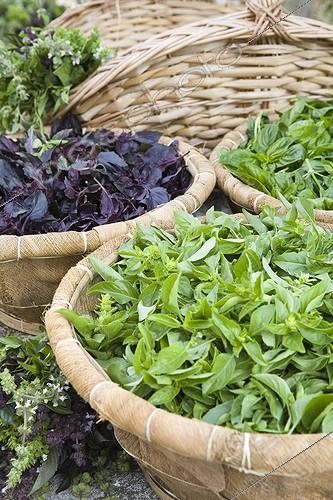 Biosphoto | 552980 | Sweet basils assortment at the garden La ferme aux basilics | &copy; Frédérique Bidault / Biosphoto