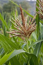 Biosphoto | 1249737 | Sweet corn in bloom in an organic kitchen garden | &copy; NouN / Biosphoto