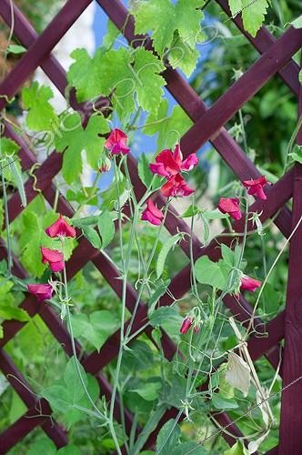 Biosphoto | 962532 | Sweet pea in bloom in a garden | &copy; Frédéric Didillon / Biosphoto