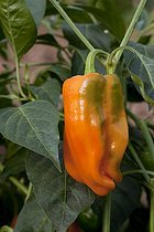 Biosphoto | 1249742 | Sweet pepper in an organic kitchen garden | &copy; NouN / Biosphoto