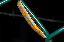 Biosphoto | 2608745 | Sweet potato leaf worm (Aedia leucomelas), caterpillar on wire mesh, Isère, France | &copy; Jean-François Noblet / Biosphoto