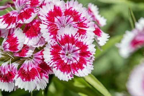 Biosphoto | 2511775 | Sweet William (Dianthus barbatus) | &copy; Marie Aymerez / Biosphoto