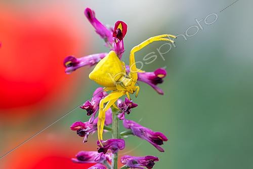 Biosphoto | 2621768 | Swollen crab spider (Thomisus onustus) on flowers of drug fumitory (Fumaria officinalis), Massargues, municipality of Orgnac-l'Aven, Ardèche, France. | &copy; Stéphane Vitzthum / Biosphoto